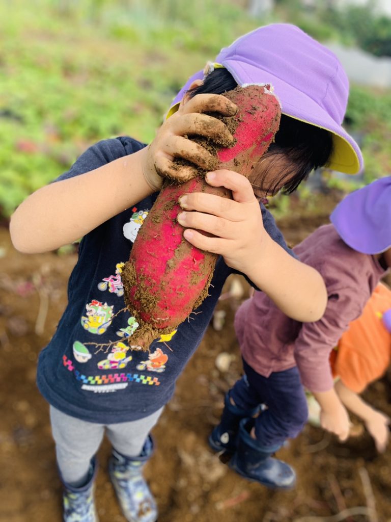 芋堀り遠足